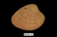 藏品(女神長文蛤(棕肋長文蛤))的圖片